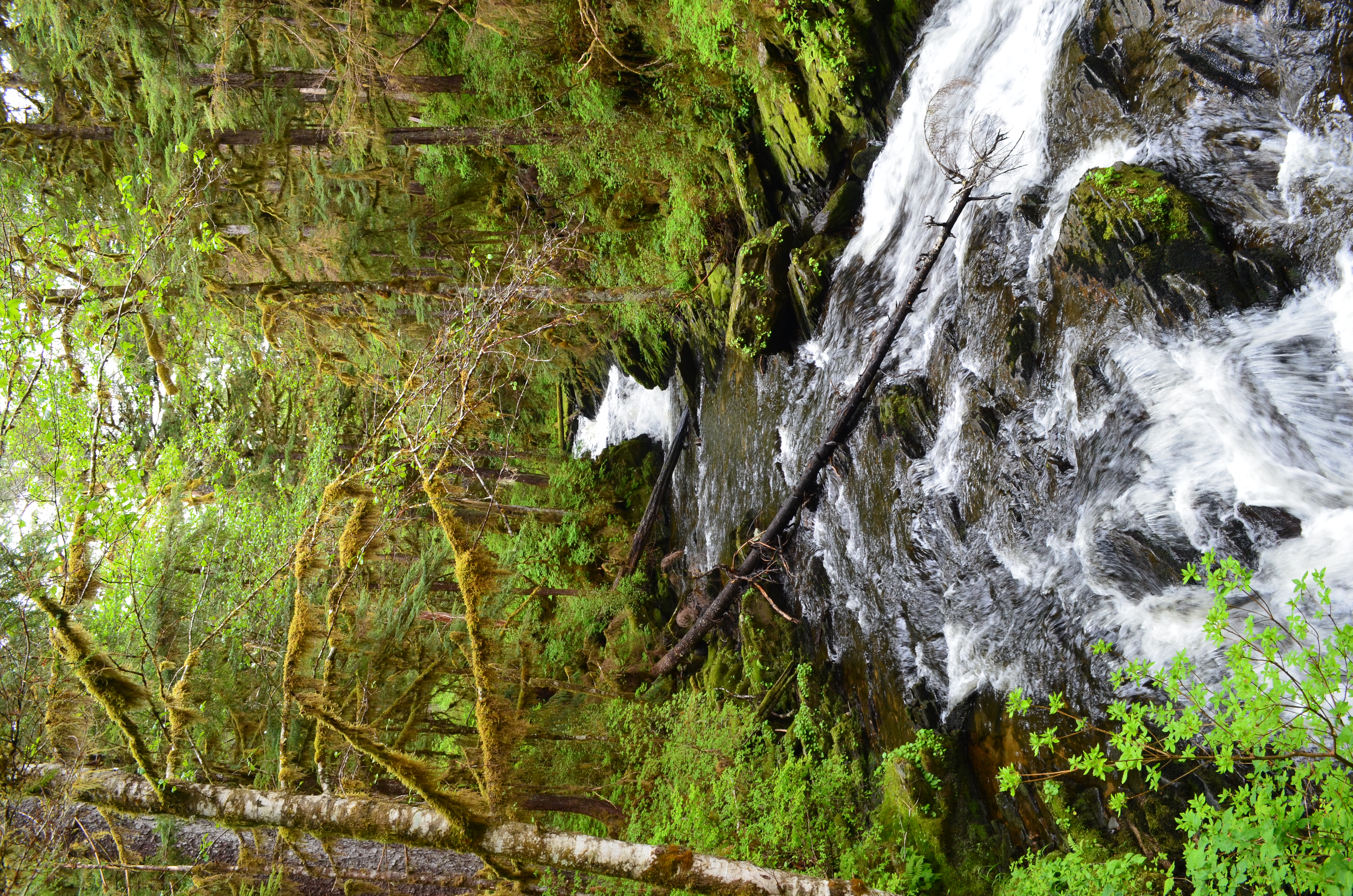 ./2017/08 - Alaska Cruise/11 - Ketchikan/DSC_0513.JPG
